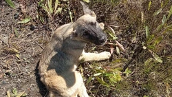 «Весь кишел опарышами»: щенка сбили и бросили под палящим солнцем в Поронайске