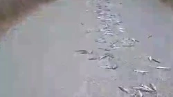 Рыбное покрытие продолжают «стелить» на дороги в Корсаковском районе