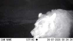 Медведя и лисицу поймала камера на Парамушире