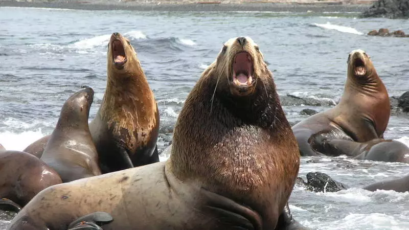 Сивучи в Невельске устраивают сахалинцам бесплатное морское шоу