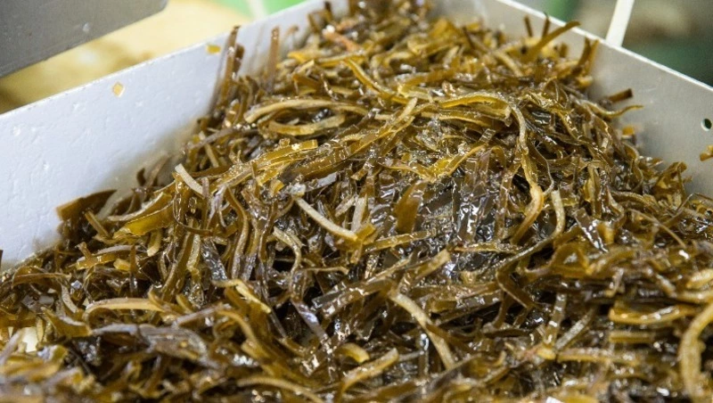 Консервы из морской капусты на Сахалине проверили на безопасность