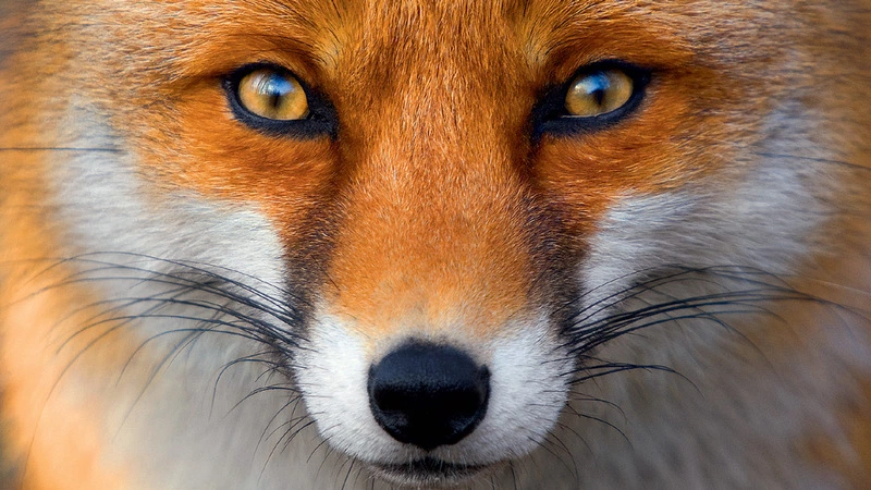 Лису Алису заметили жители улицы Украинской в Южно-Сахалинске