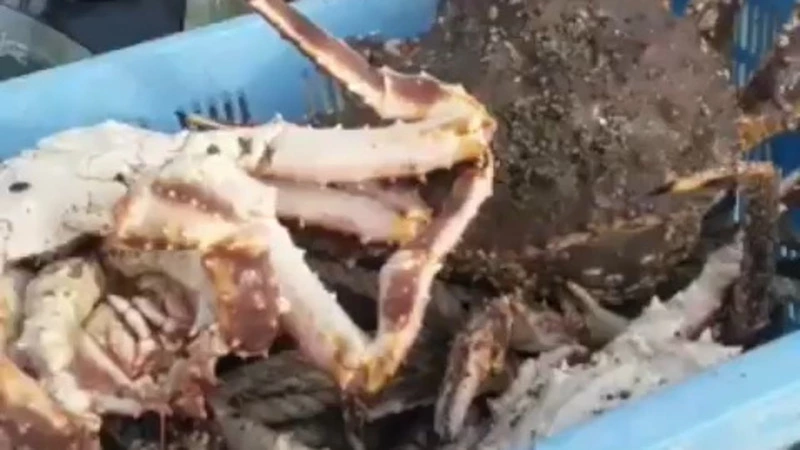 Незаконным уловом краба на удочку похвастались сахалинцы