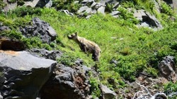 Туристы встретили молодого медведя у вулкана на Курилах
