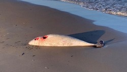 Двух мертвых дельфинов обнаружил поронаец на побережье