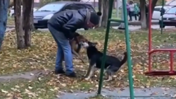 Бойцовская собака без намордника едва не разорвала дворнягу в Южно-Сахалинске