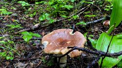 Тихая охота в разгаре: на Сахалине начался грибной сезон