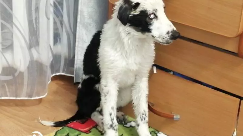 Сахалинцы спасли щенка, который ночевал у трупа своего брата