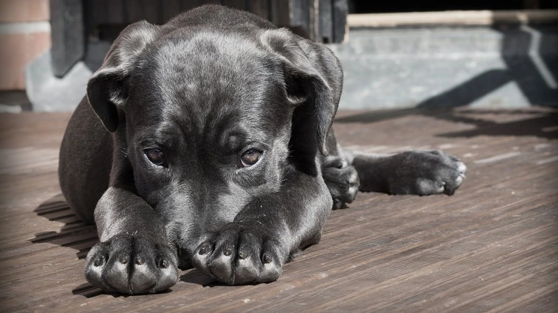 В пригороде Южно-Сахалинска обнаружили разделанные трупы собак
