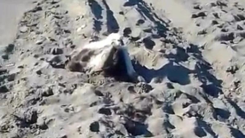 Топят в море: житель села близ Холмска второй раз нашел тушу мертвой коровы на пляже