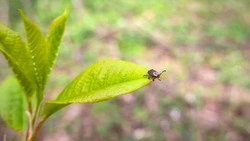 Клещи разбегутся: готовим эффективное средство из подручных средств