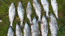 Браконьер попался полицейским с незаконным уловом на 123 тысячи рублей в Долинске