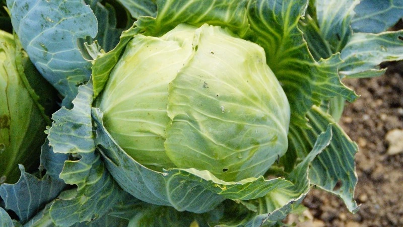 Народные приметы на 18 мая: что нельзя делать в день Арины Капустницы