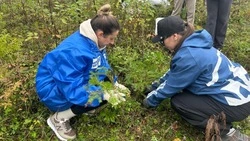 Сторонники «Единой России» высадили 300 саженцев елок в Макаровском районе 