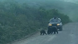 На Курилах туристы прикормили диких медведей хлебом 
