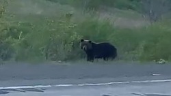 Медведи вышли к проезжей части в Поронайском районе