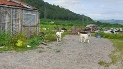 Собаки жестоко убитого фермера на юге Сахалина ищут новый дом