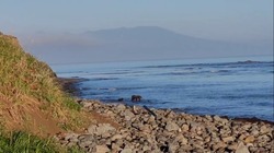 Медведица с медвежонком прогулялись вдоль берега моря на Кунашире — ВИДЕО