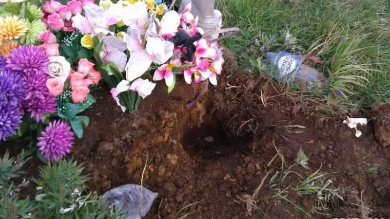 Медведь разрыл могилу на кладбище в Северо-Курильске