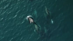 «Вслед за тихоокеанской сельдью»: охота сивучей у берегов Сахалина попала на видео