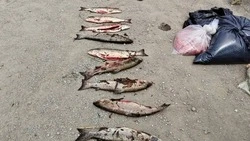 Сахалинских браконьеров оштрафовали за неделю на сумму свыше 122 тысяч рублей