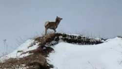 На юге Сахалина туристы встретили изюбров в дикой природе 