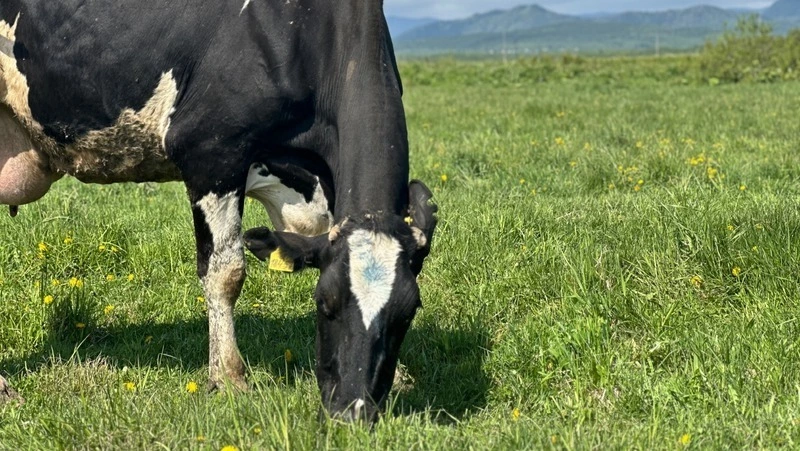 Рейтинг самых продуктивных коров составили на Сахалине 