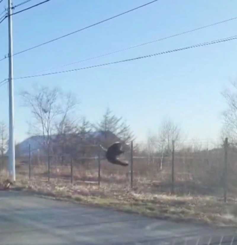 На Сахалине медведь умело перелез через забор и оказался на аэродроме 