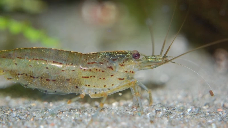 На Сахалине на берег моря выбросило тысячи «креветок»