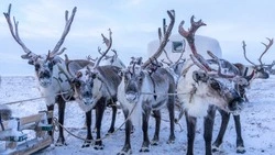 Стадо родовой общины на Сахалине пополнилось олененком в Вербное воскресенье