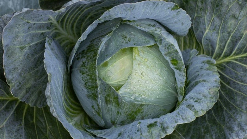 Церковный праздник 9 августа 2024: что нельзя делать в этот день, приметы