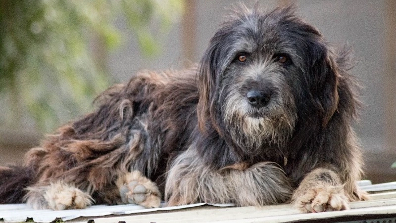 Приют «Пес и Кот» попросил жителей Сахалинской области помочь с ветошью для животных