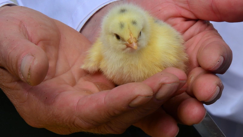 Больше 6 тысяч человек проголосовали за местных производителей в конкурсе «Сахалинский маяк»