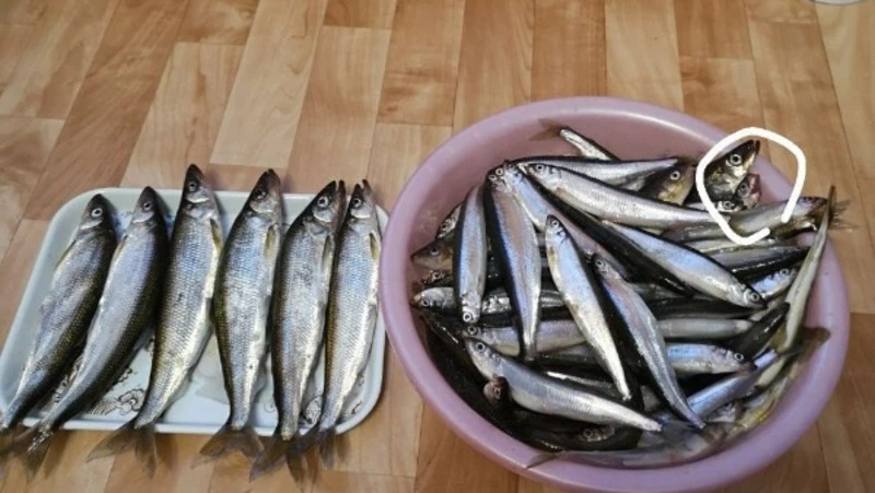 «Как с куста»: сахалинские рыбаки ловят зубаря на тонком льду и по щиколотку в воде