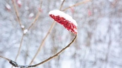 Облачно, возможен снег: синоптик рассказал о погоде на Сахалине 23 февраля