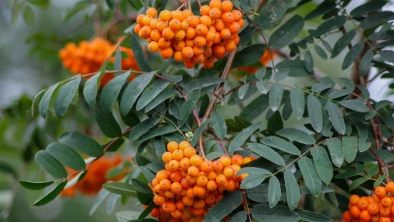 Погода в Южно-Сахалинске 22 сентября: +21 и теплый ветер