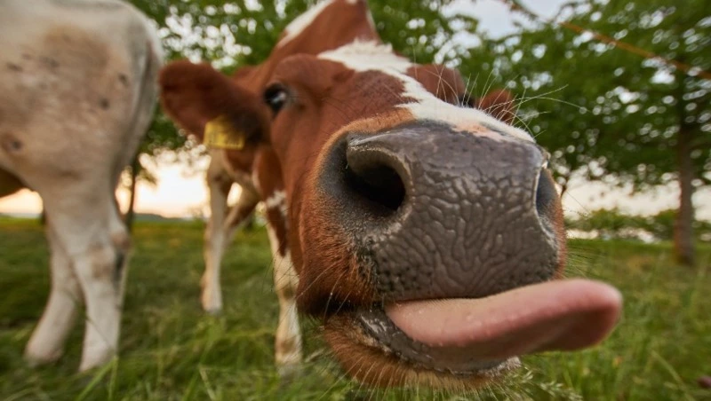 ДТП с мотоциклами, активность Эбеко, спортивные коровы: как прошел уикенд на Сахалине