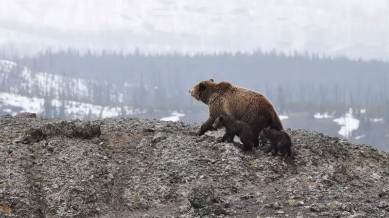 Медведи перед спячкой терроризируют сахалинцев на дачах