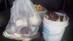 «Мы его ночью собирали»: сахалинец собрал ведра гребешка после циклона