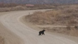 Молодой медведь проскакал через поле к морю за мойвой в Томаринском районе