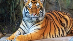 Популяцию вымерших тигров восстановят Россия и Казахстан