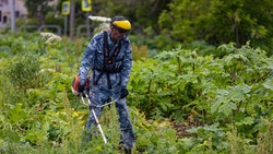 В Южно-Сахалинске от борщевика очистили 95 гектаров земли 