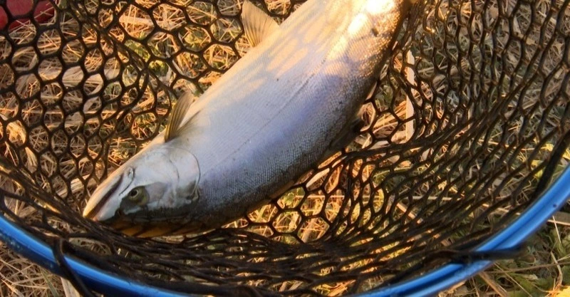 Ловля горбуши сетью обошлась в 62 тысячи рублей рыбаку с Сахалина