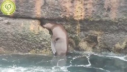 Фонд «Зеленый Сахалин» рассказал историю спасения висевшего на металлическом штыре сивуча