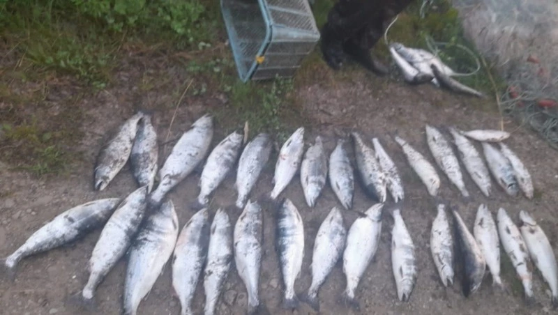 Сахалинский браконьер повторно попался на незаконном вылове симы