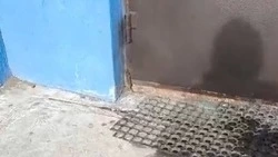 Крысиные стаи одолели жильцов ЖК «Созвездие» в Южно-Сахалинске 