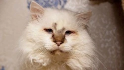 Кот с ВИК мечтает провести остаток жизни в любящей семье на Сахалине