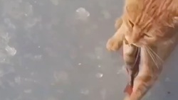 «Кража века»: кадры с ворующим рыбу котом опубликовали в сахалинских соцсетях