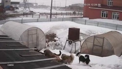 Стая собак терроризирует частный сектор в Поронайске: инцидент попал на видео