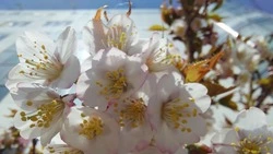 Фотофакт: на Сахалине стартовал сезон любования сакурой